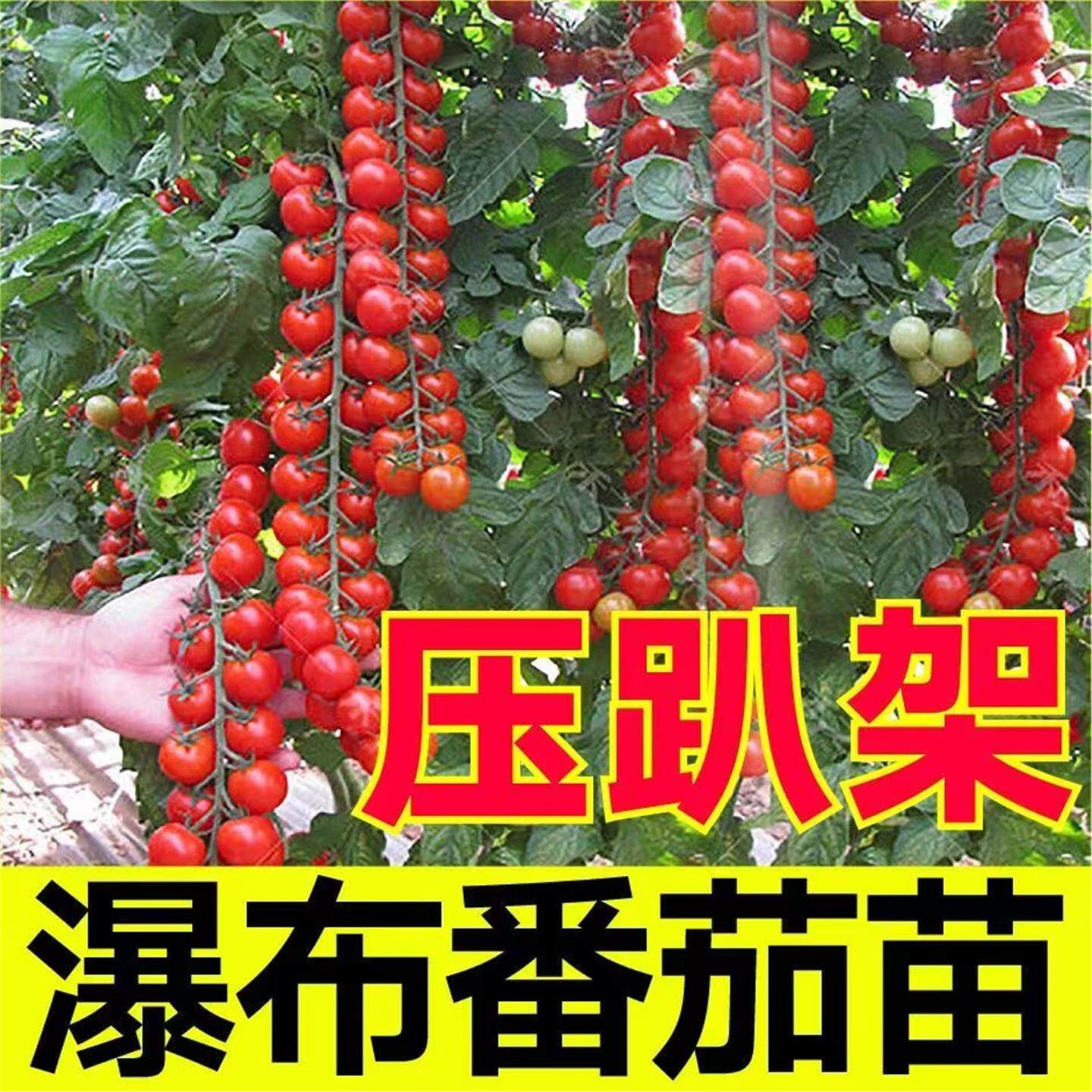 山东寿光压趴架珍珠瀑布番