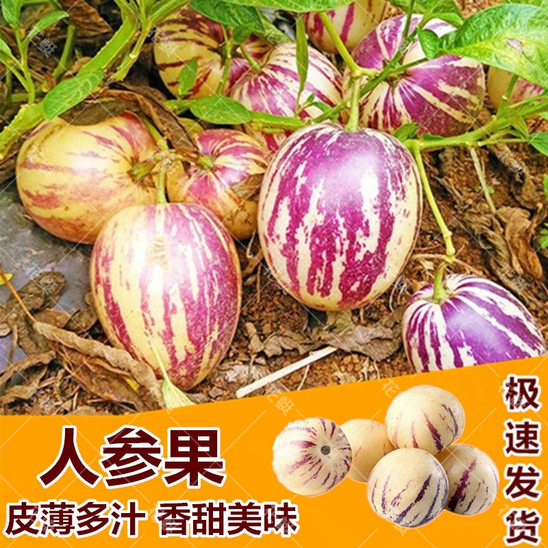 人参果生树水种子籽孑苗四
