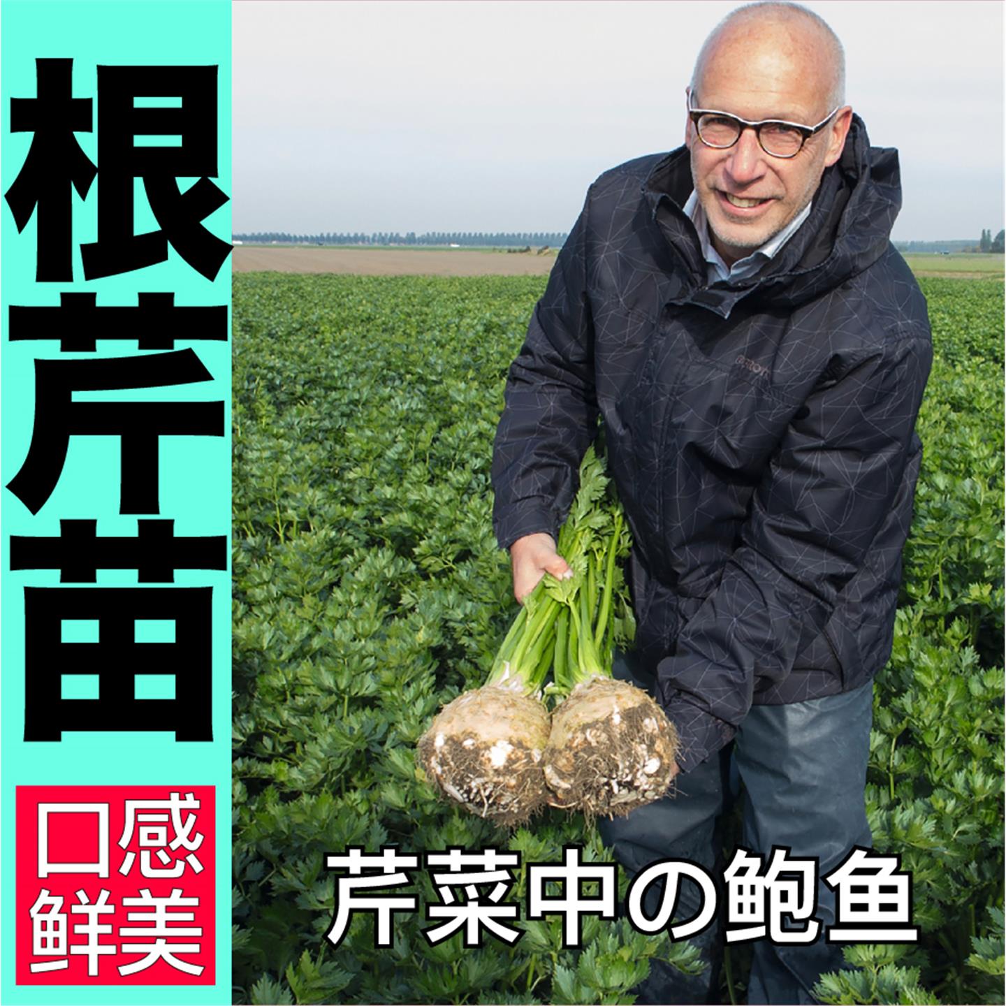 寿光超好吃进口根芹苗秧种