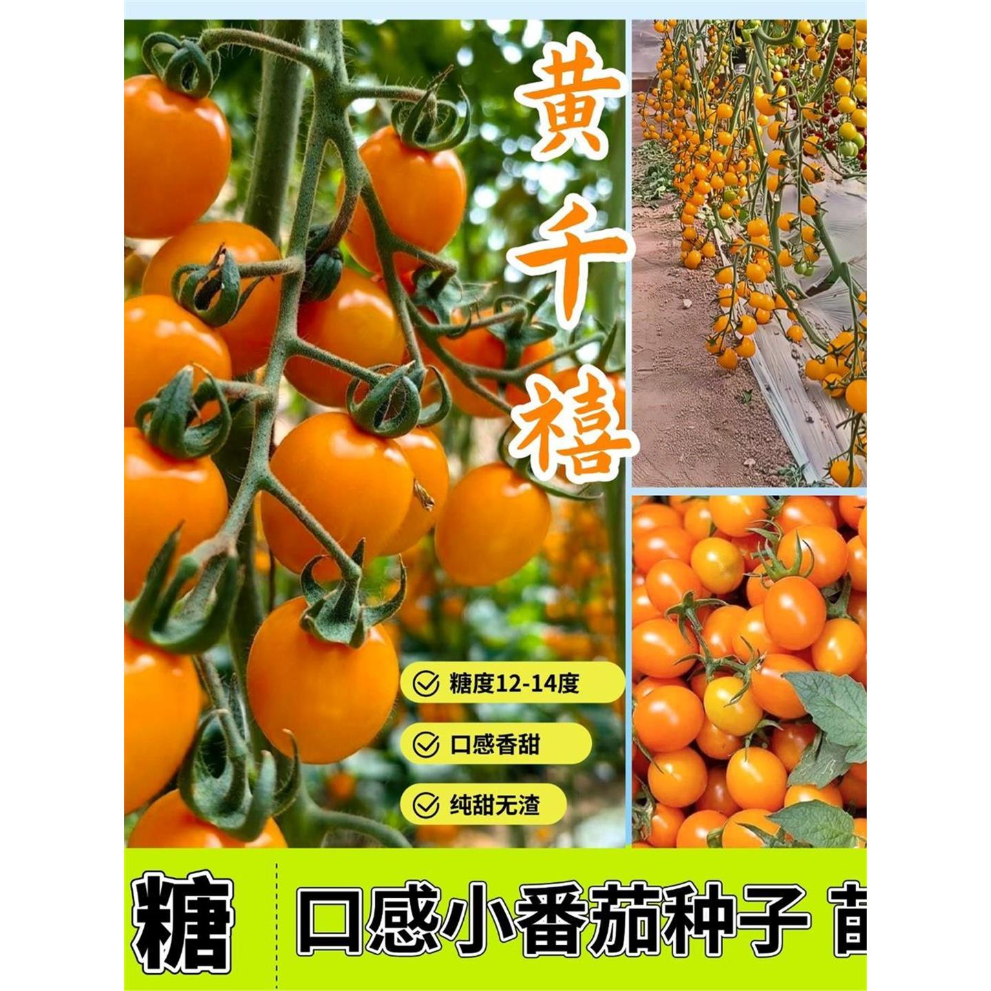 黄千禧圣女果苗樱桃番茄色