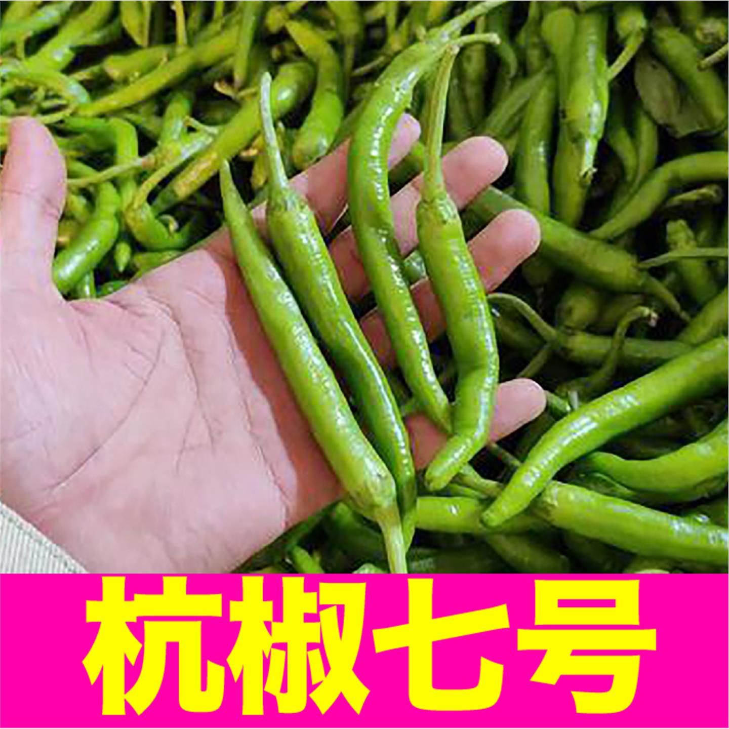 山东寿光杭椒七号苗秧带土