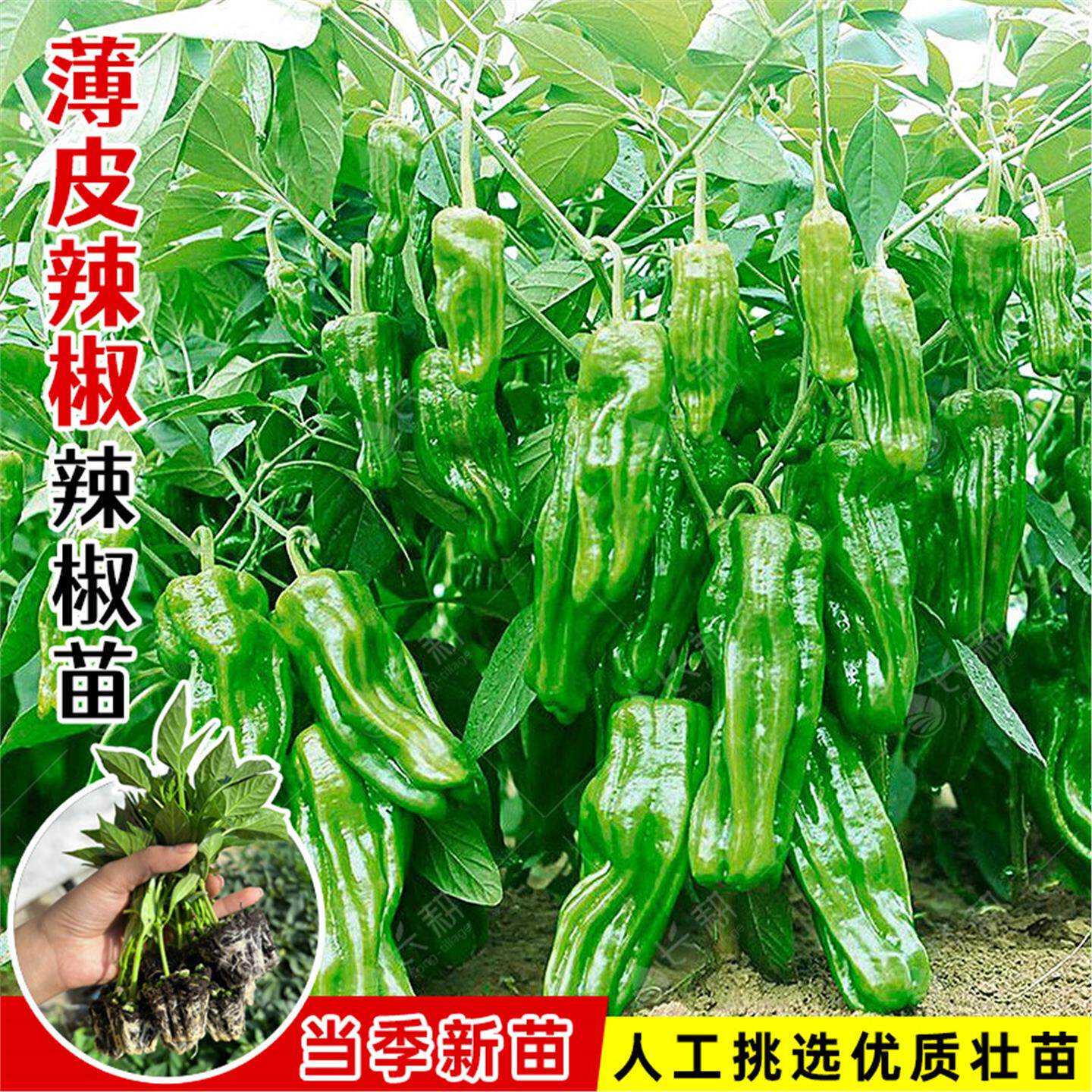 早熟薄皮辣椒种苗春四季皱