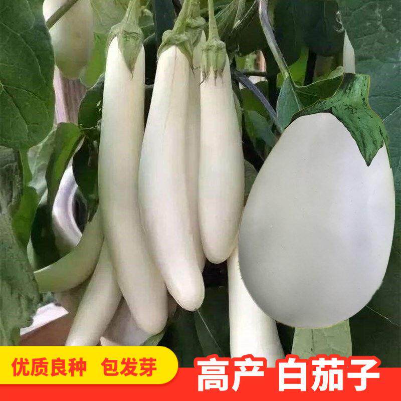白茄子种长鸡蛋籽色圆春季