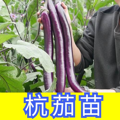 正宗杭茄苗子杭茄种子四季高产