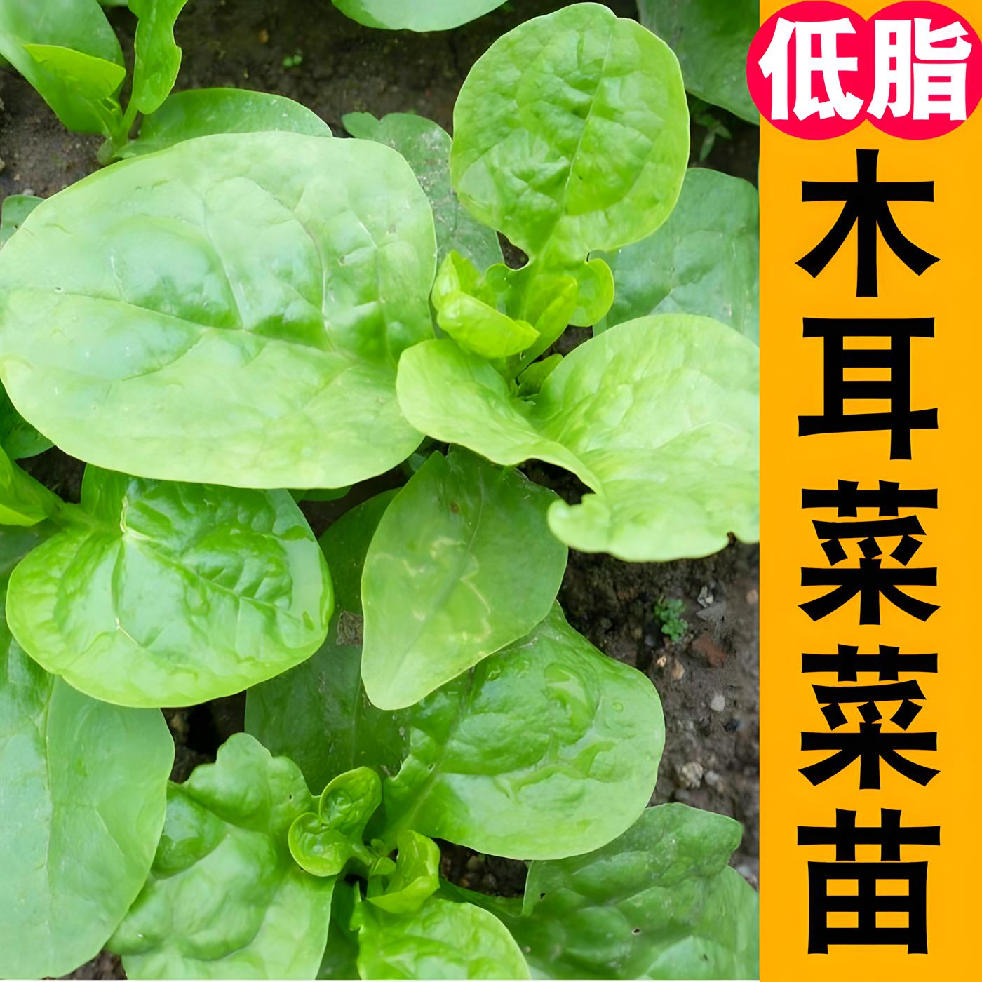 木耳菜苗种子秧苗四季春秋盆栽阳台食用豆腐菜种籽蔬菜苗