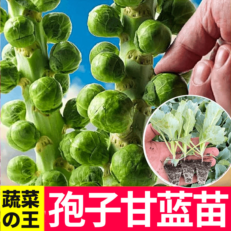 耐寒孢子甘蓝种苗抗盆栽地