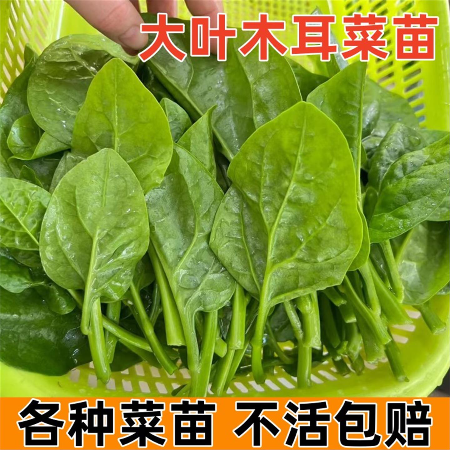 大叶木耳菜苗秧盆栽阳台种