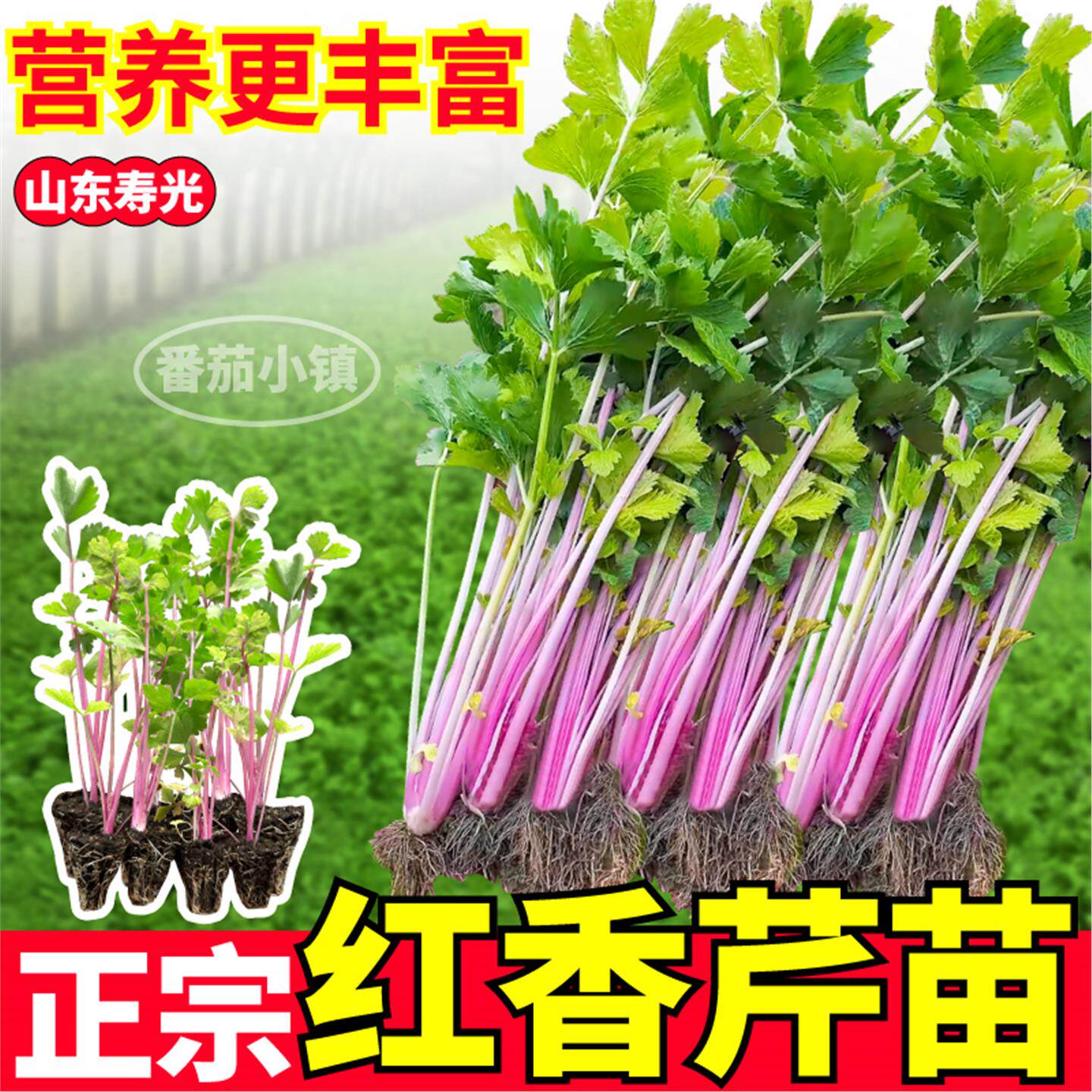 正宗红香芹苗秧四季种植水