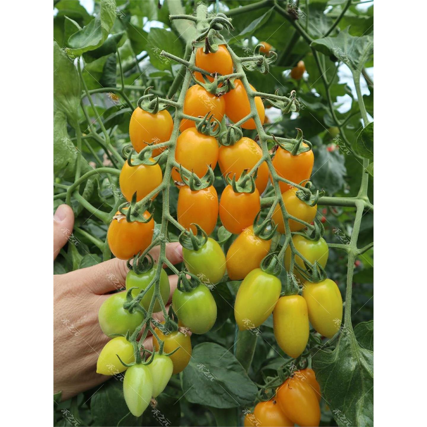 超甜黄珍珠樱桃番茄种子盆