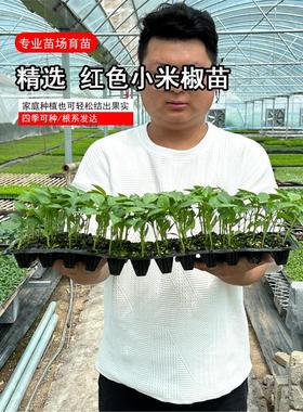 红色小米椒苗朝天椒红辣椒超辣高产阳台盆栽大田四季播蔬菜种子子