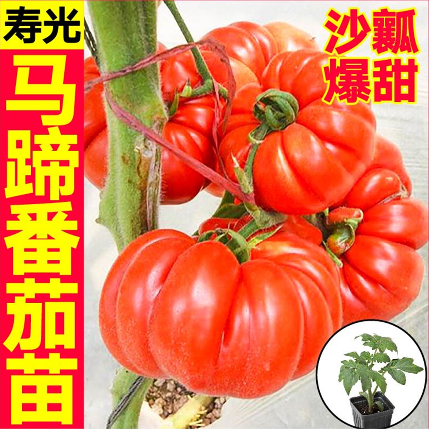 寿光老品种马蹄番茄苗秧红