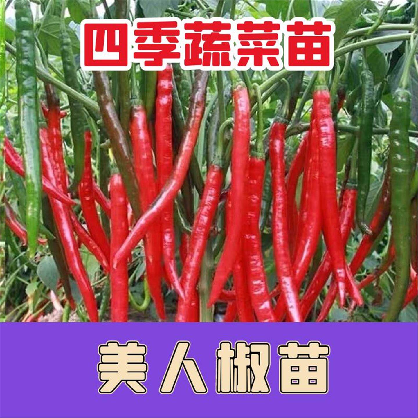 美人椒辣苗香二荆条秧高产