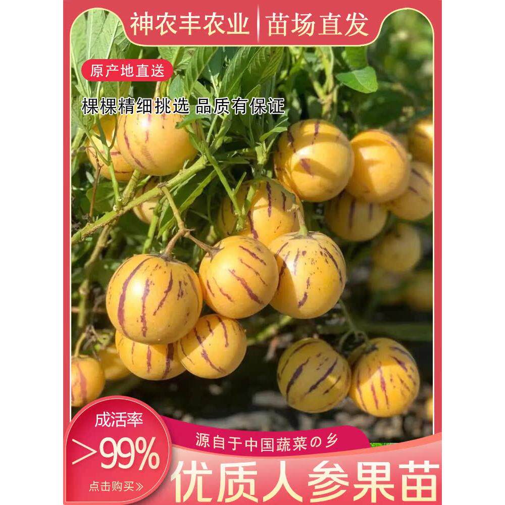 优选人参果苗人生果种苗黄心果果苗四季蔬菜种子带土庭院阳台种植
