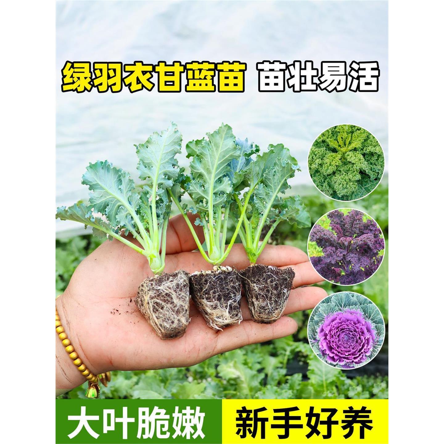 四季可食用绿羽衣甘蓝苗紫