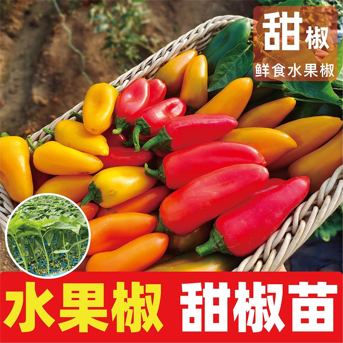 水果甜辣椒特色鲜食无味高