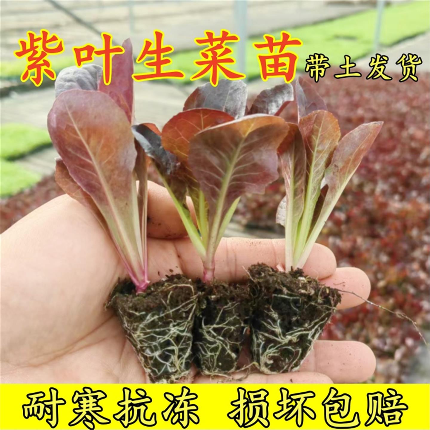紫罗马直立生菜苗水培秧带