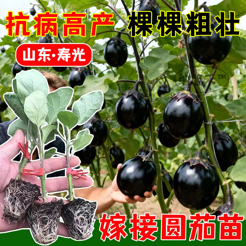 圆茄子苗秧嫁接大龙长紫黑