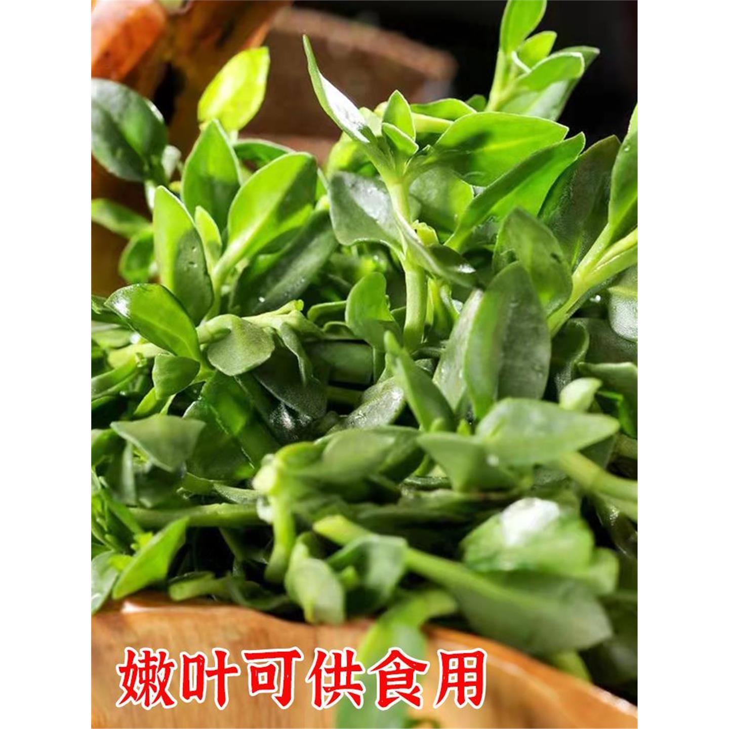 阳台保健三七花卉菜盆栽特