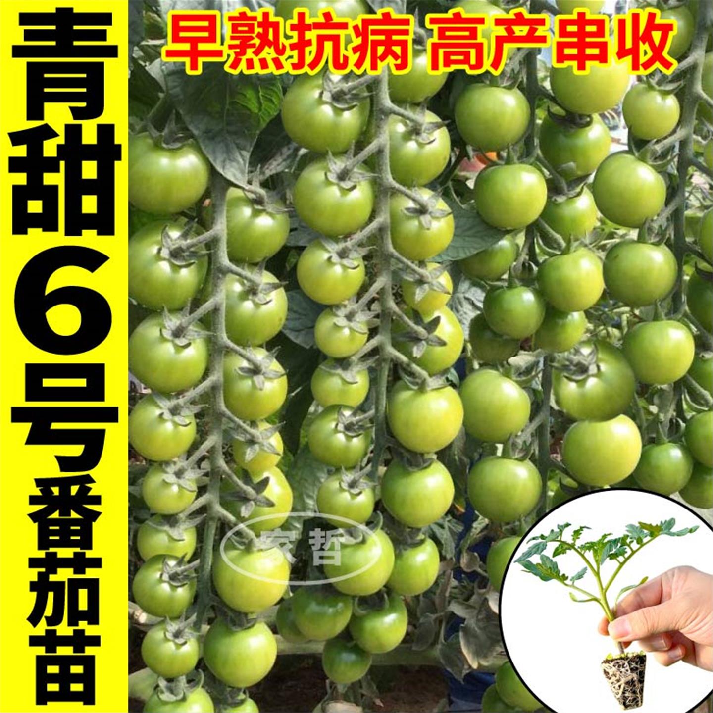 寿光青甜6号番茄苗秧高产