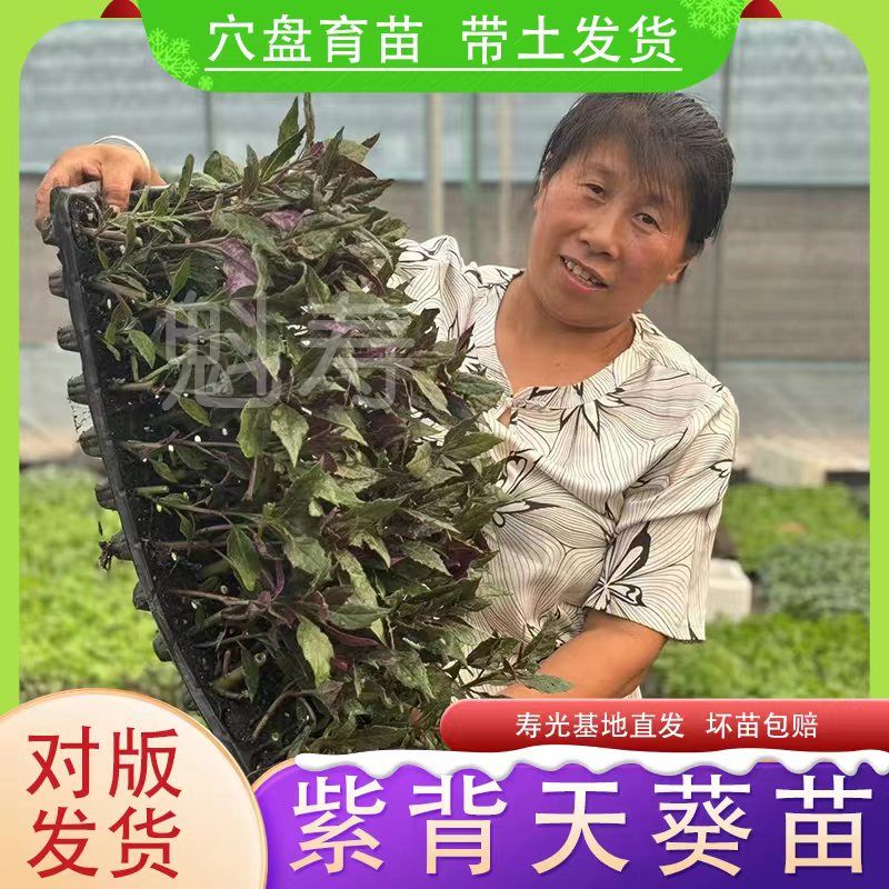 紫背天葵苗四季盆栽菜秧观