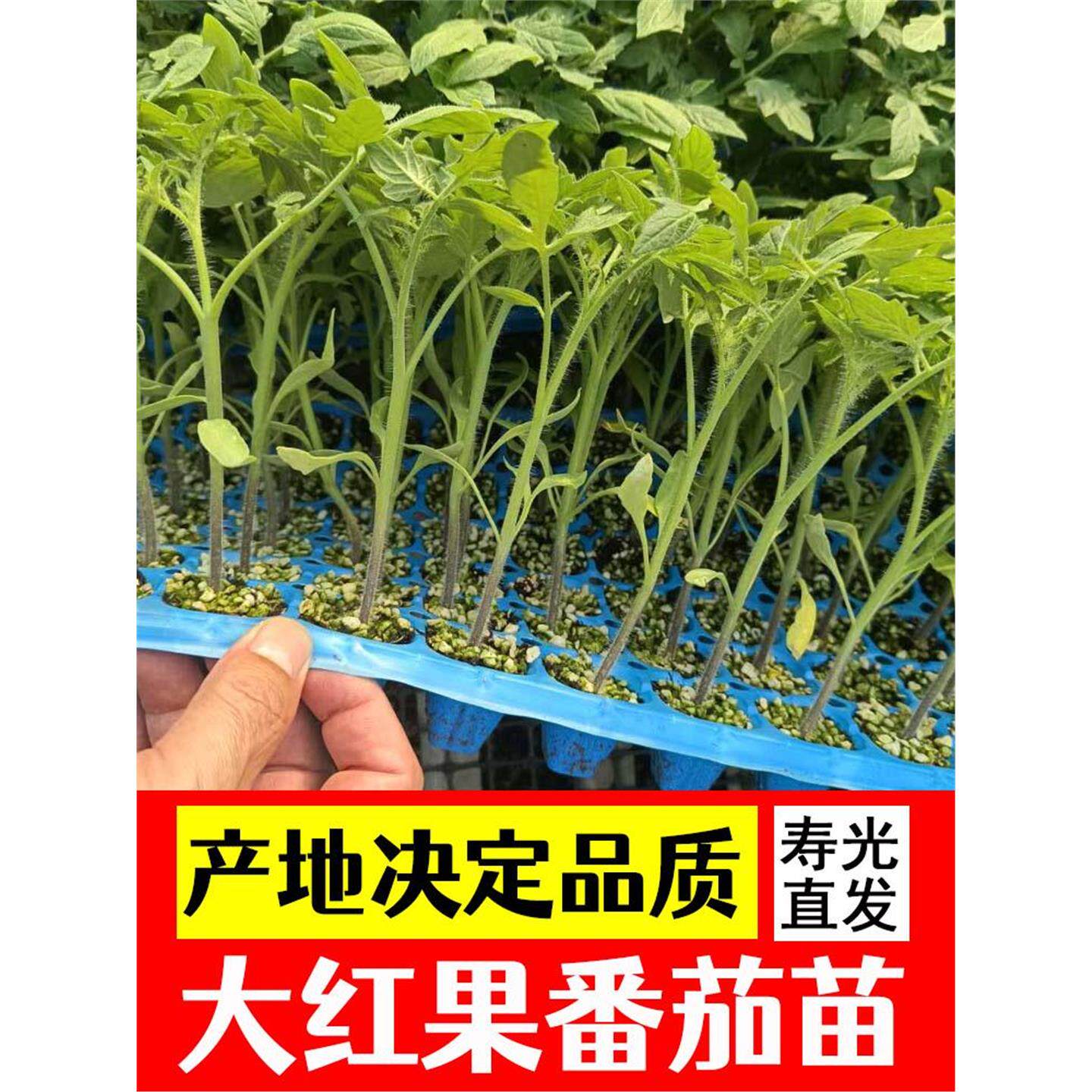 老品种大红西柿苗正宗新鲜