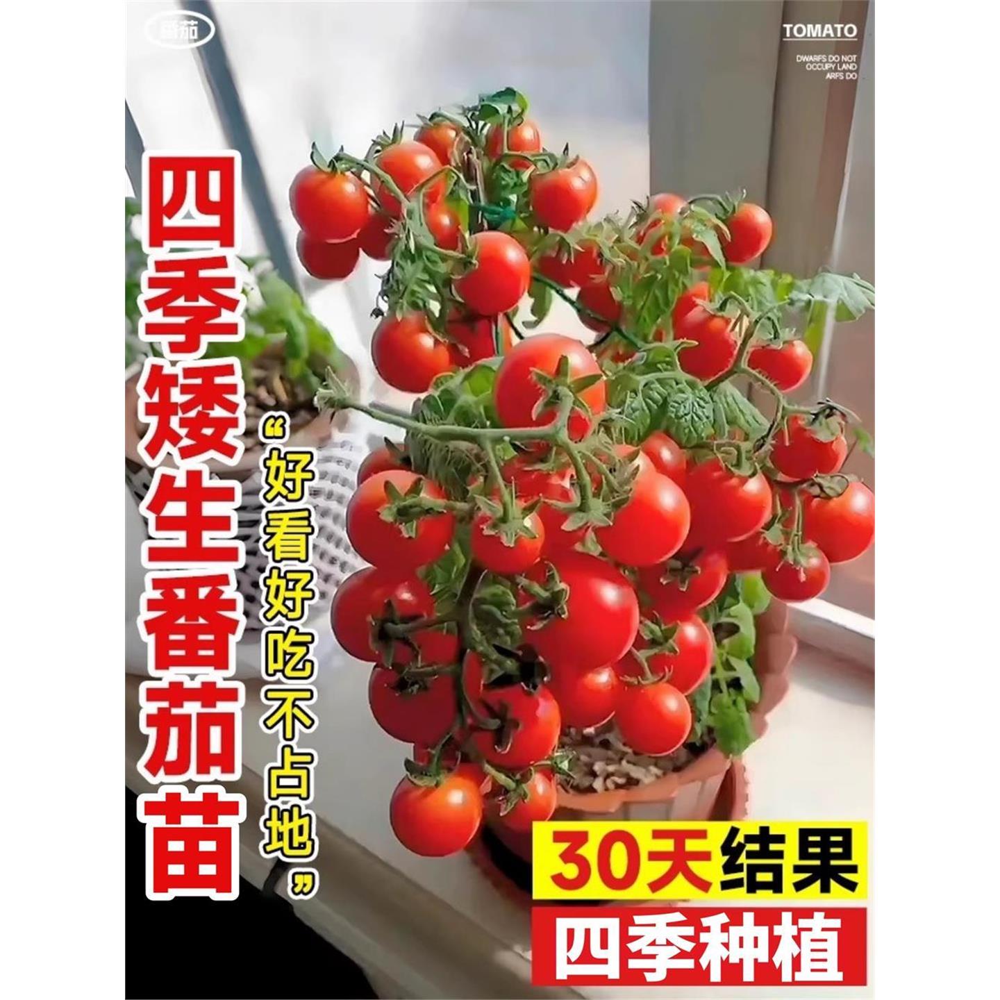 矮生小番茄苗秧盆栽秋冬季