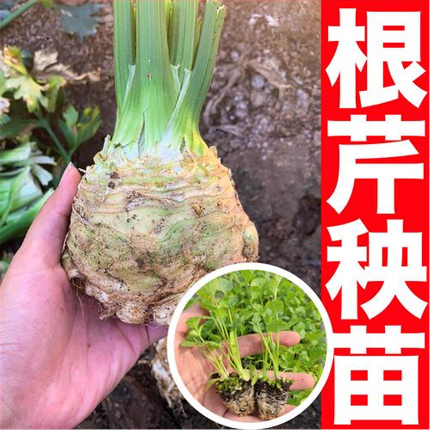 根芹苗芹菜种子小香芹实芹根芹鲍芹西芹进口农家四季蔬菜寿光