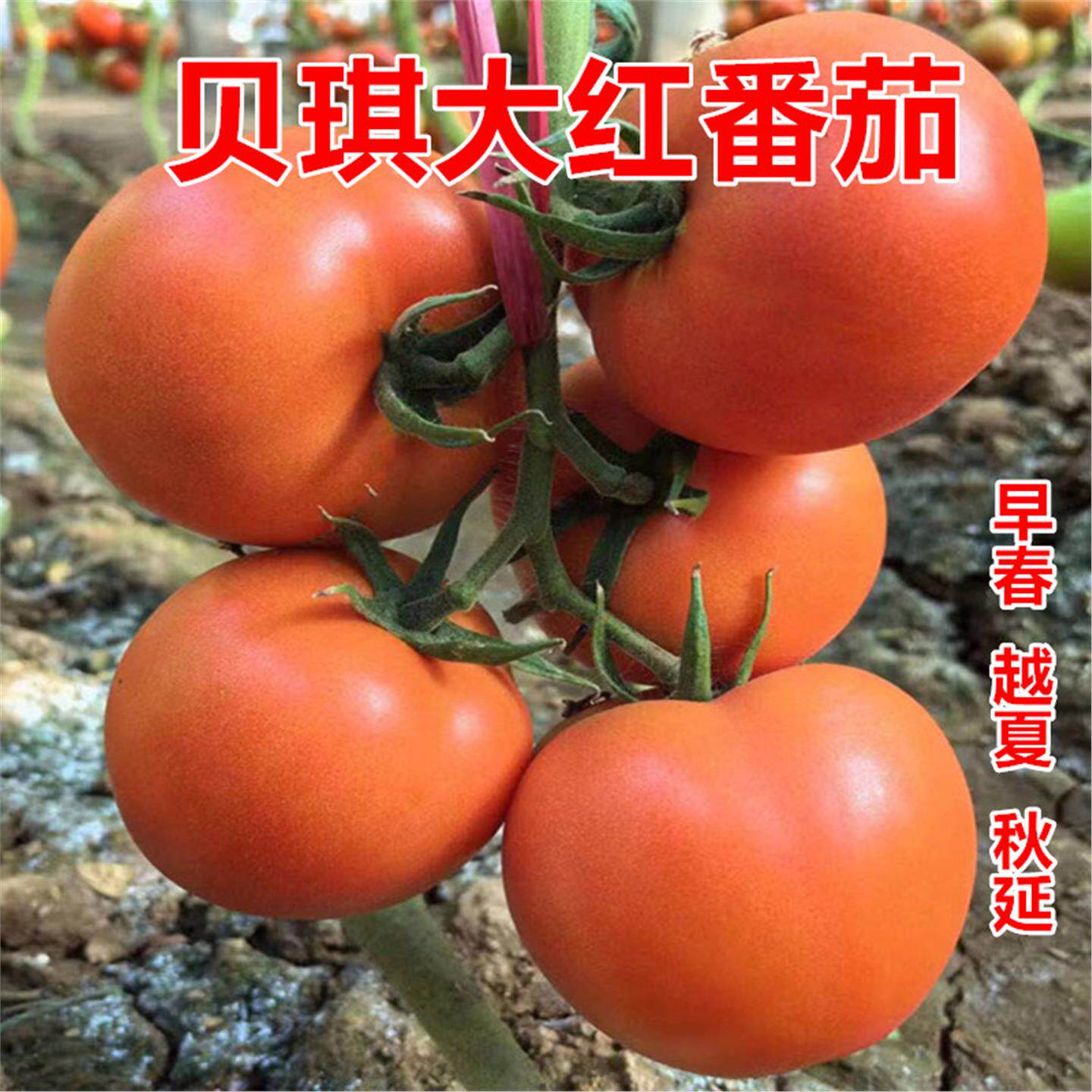 大红番茄种子苗硬度耐裂