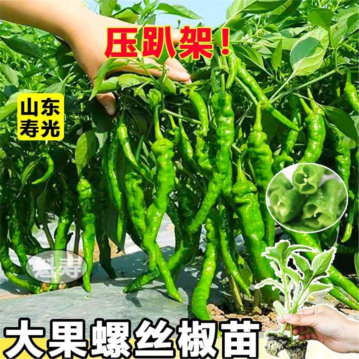 高产全螺丝椒苗种子香辣特