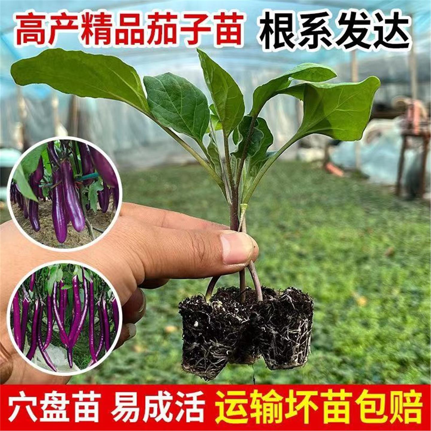 高产茄子苗紫长秧青杭一号