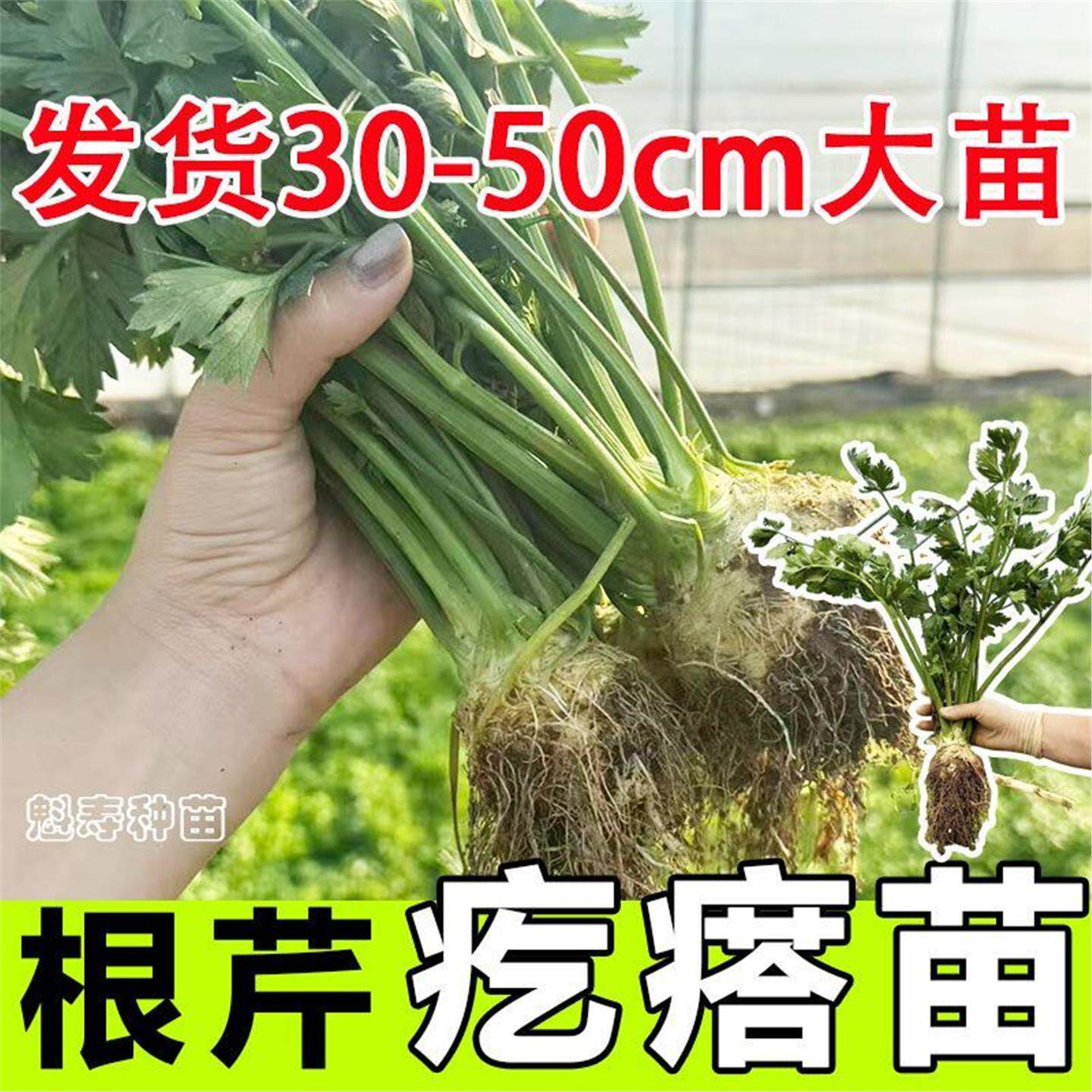 根芹球菜种苗蔬阳台四季孑