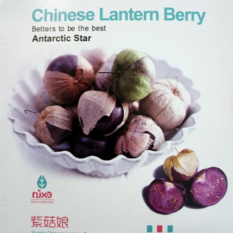 紫姑娘果种子春秋四季阳台