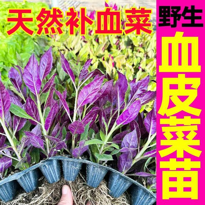 紫背天葵苗血皮菜盆栽阳台