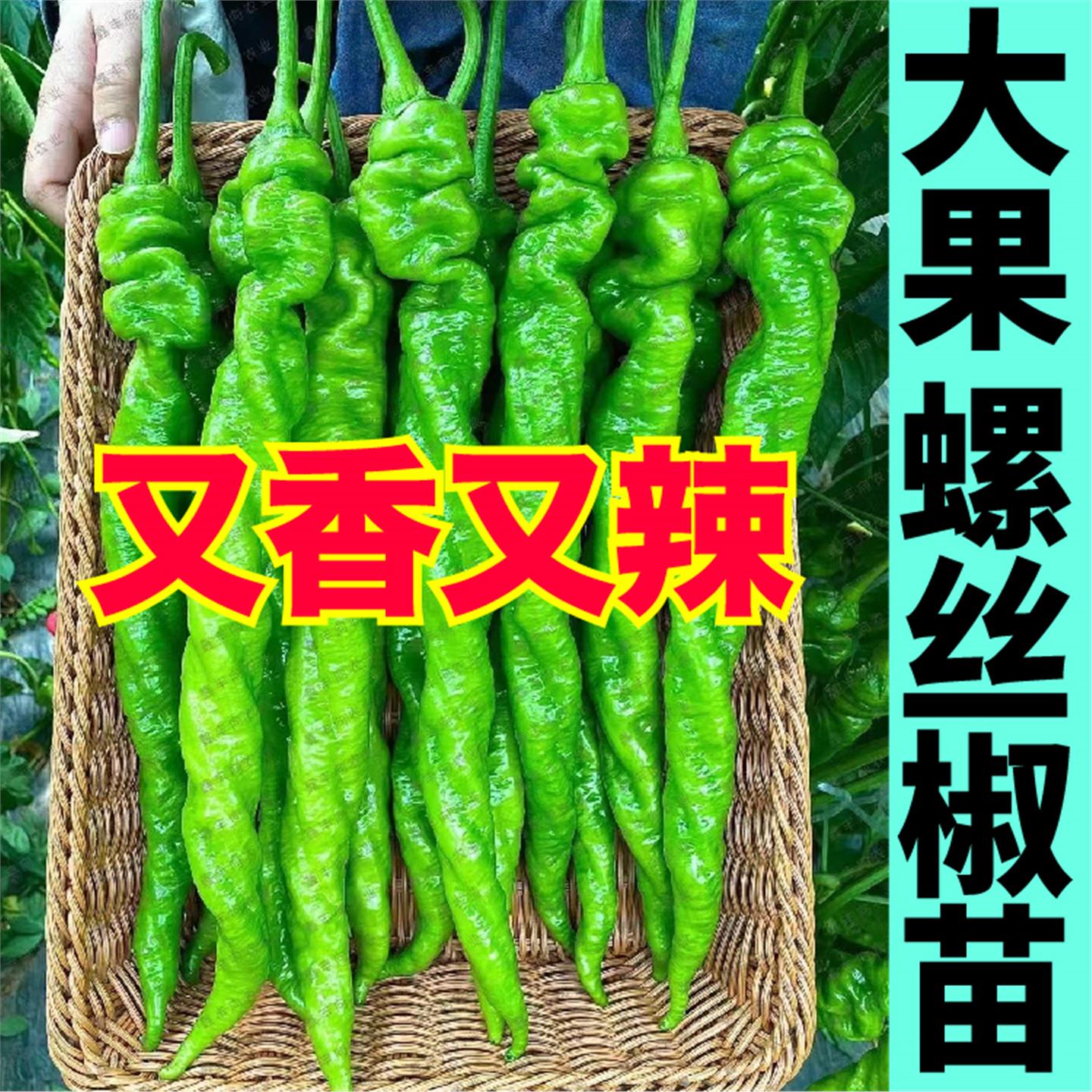 又香辣大果螺丝椒秧苗带土