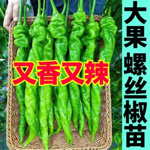 又香又辣大果螺丝椒秧苗带土球巨型陇椒青椒辣椒种子四季盆栽寿光