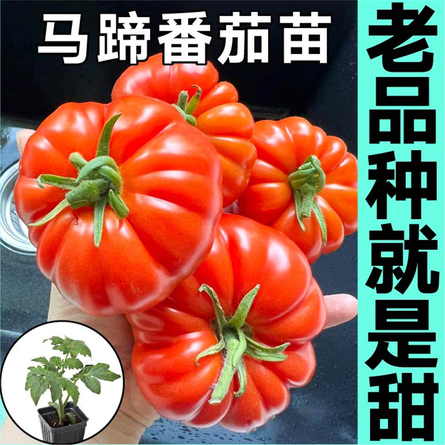 老品种沙瓤大果马蹄番茄苗