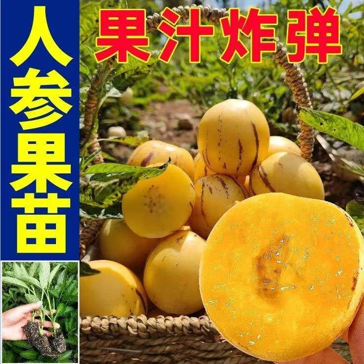 奶香人参果秧苗带土球汁炸