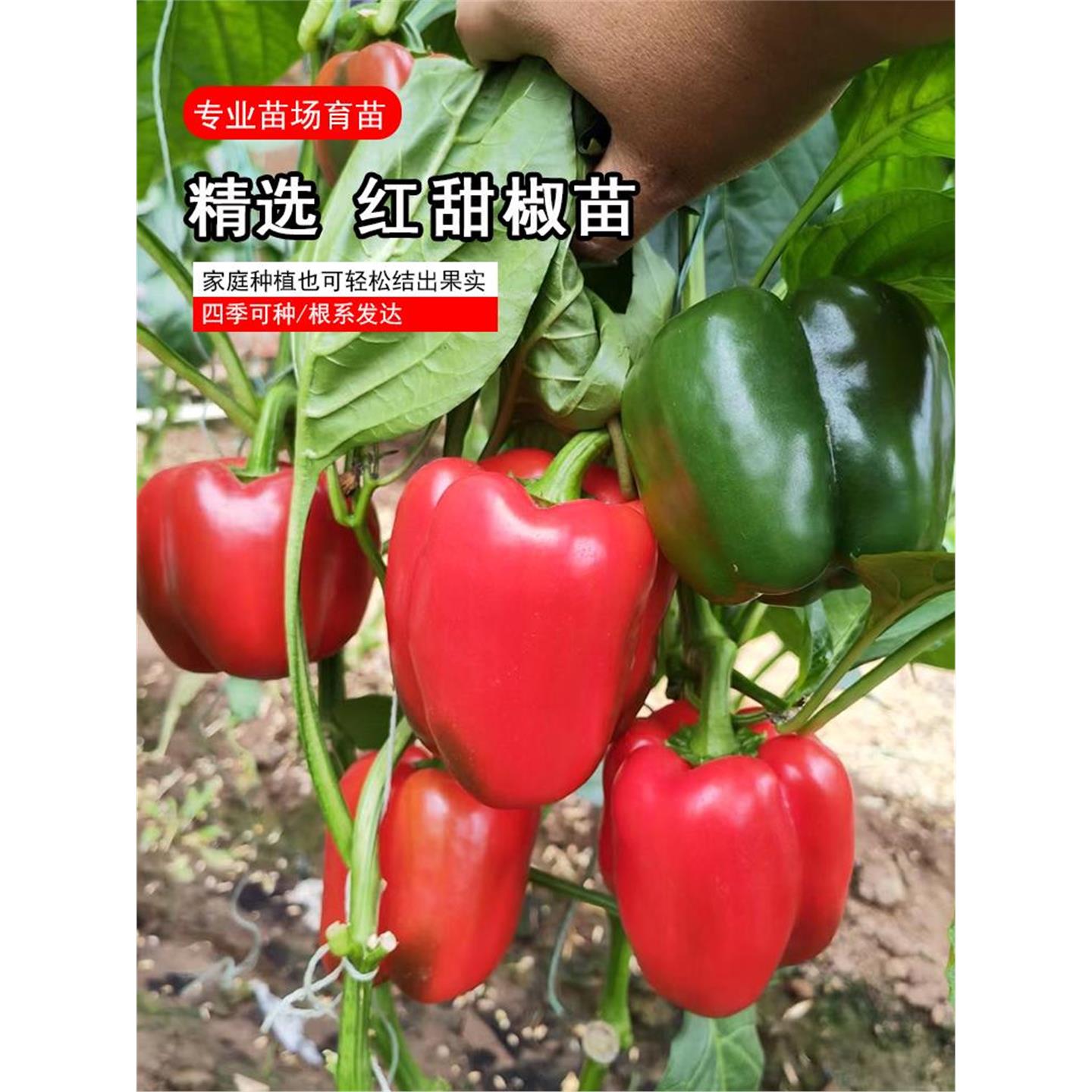 寿光红甜椒苗子黄南方高产