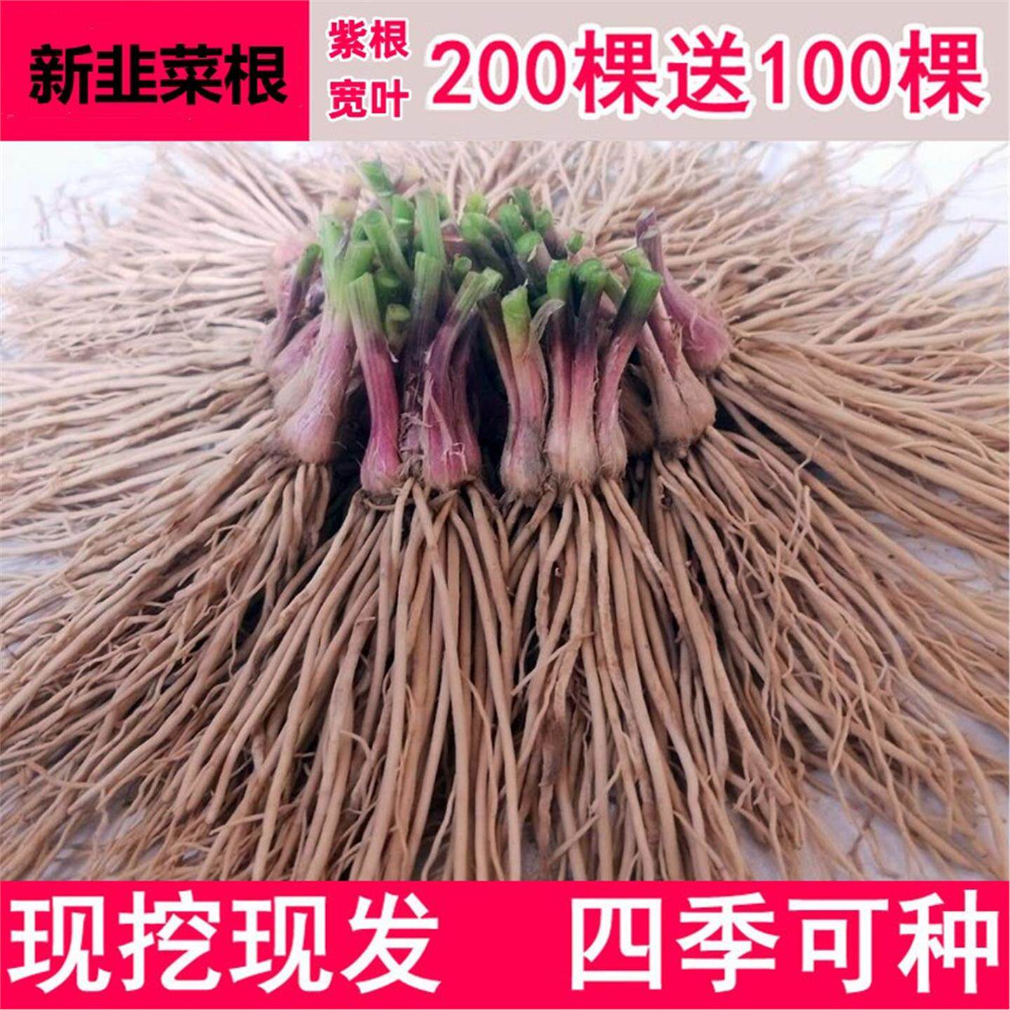 农家韭菜根新苗红大宽叶四