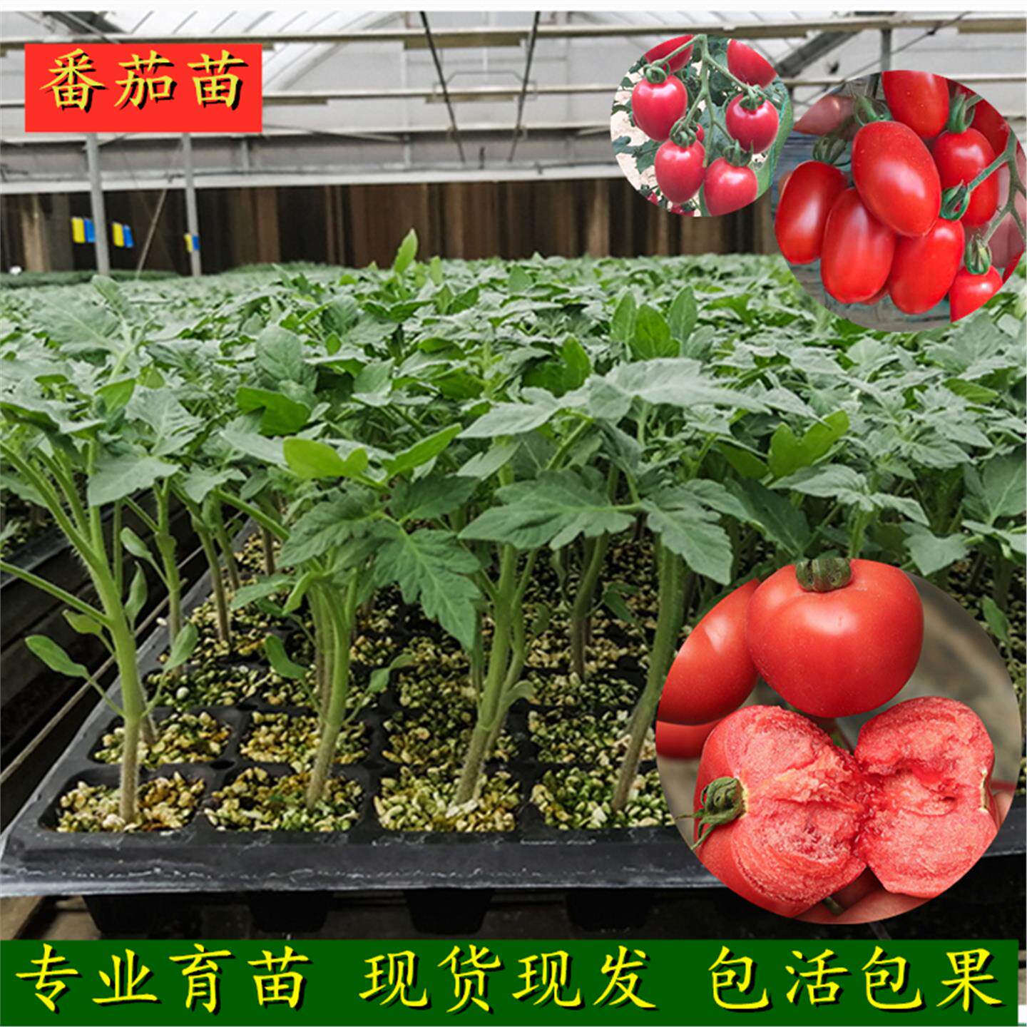 小番茄苗蔬菜西红柿水果瀑