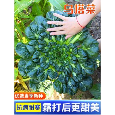 冬天乌塌菜种子耐寒塔黑心