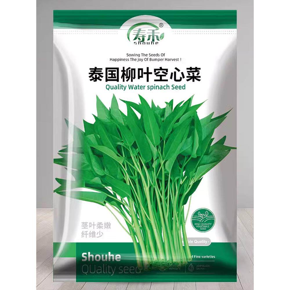 泰国柳叶空心菜种子籽苗秧