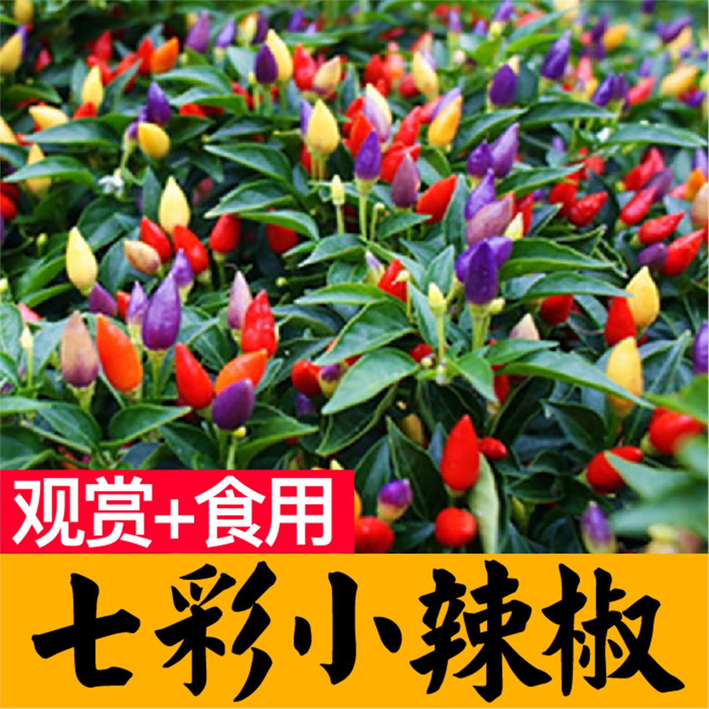 多彩七五六小尖椒辣秧苗四