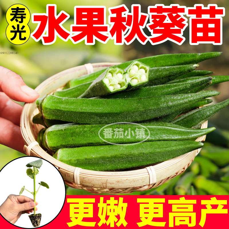 寿光水果秋葵苗秧更耐老嫩