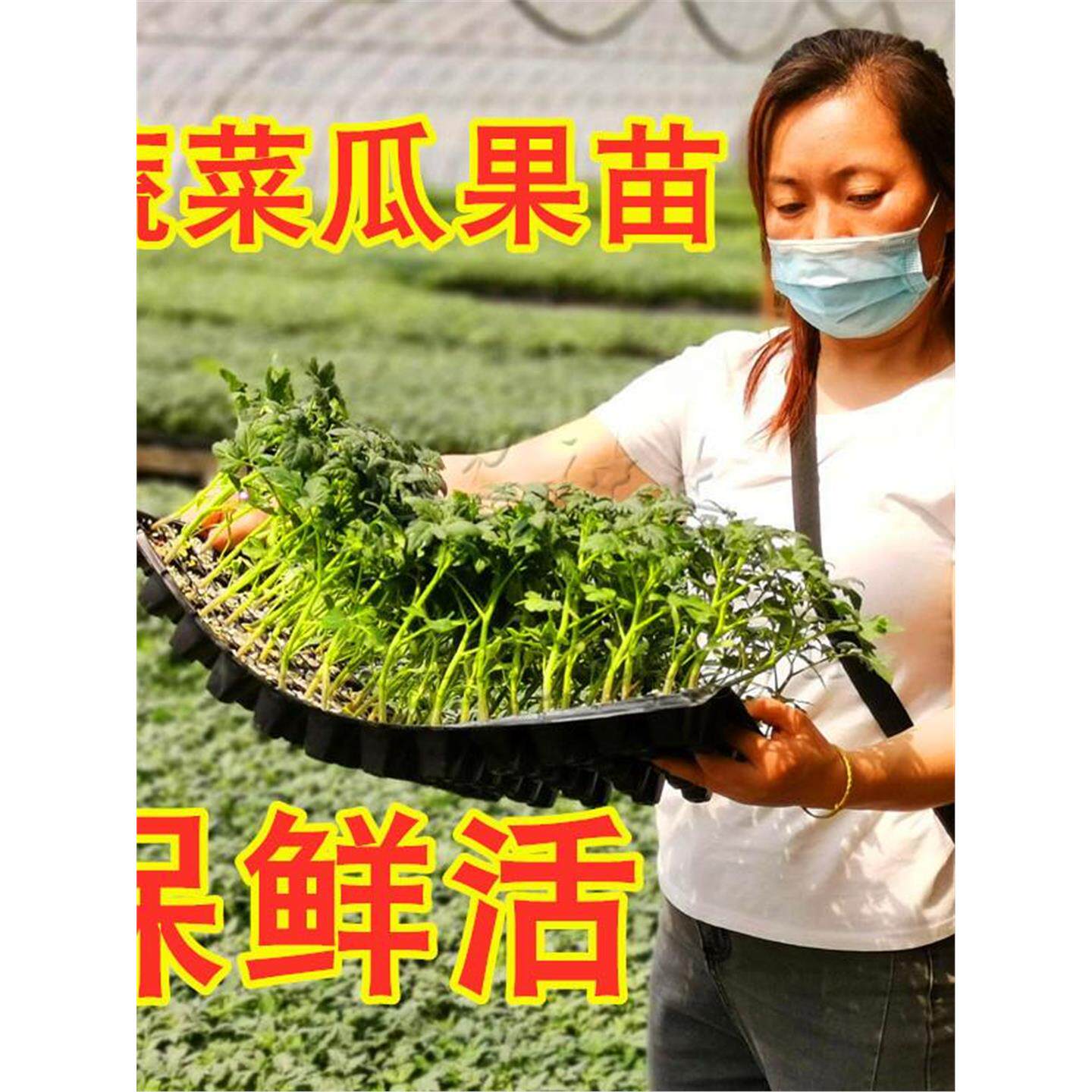 西瓜苗辣椒秋葵茄子红柿黄