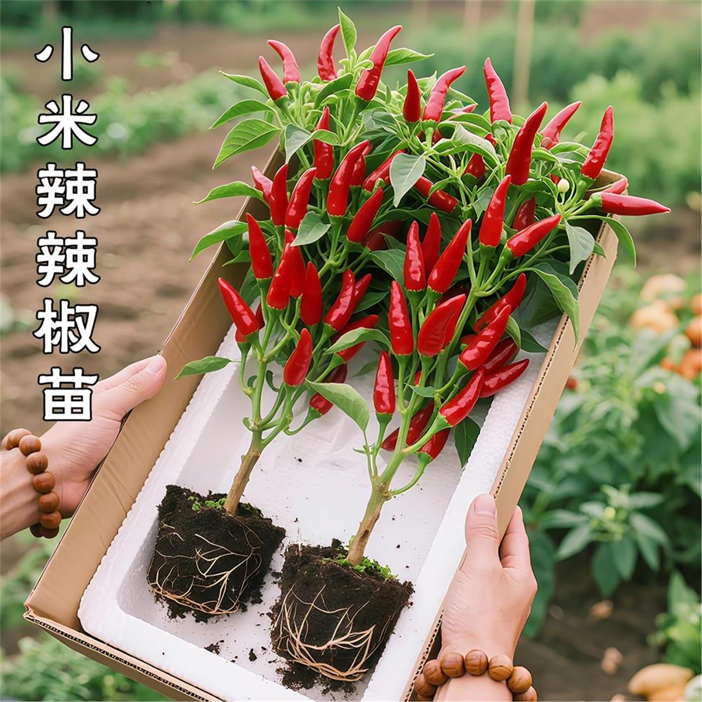 朝天椒盆栽带果可食用五彩