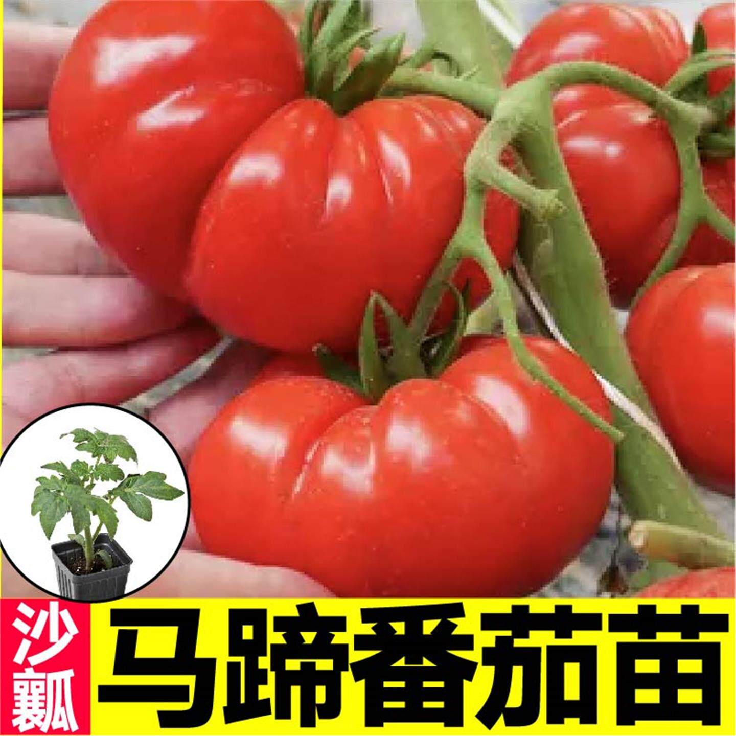 沙瓤爆甜老品种马蹄番茄苗秧丑八怪黑牛排西红柿种子阳台四季盆栽