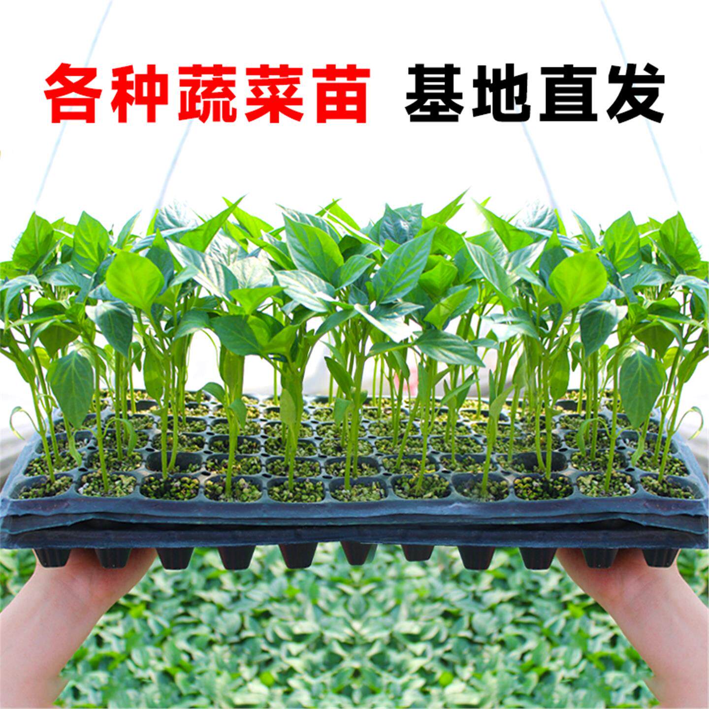 蔬菜苗辣椒秧西瓜甜种子番