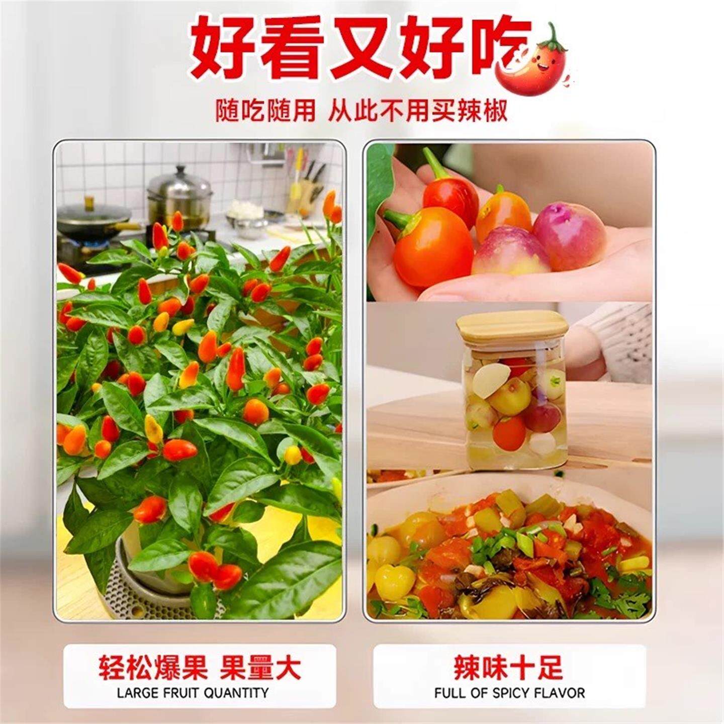 七彩辣椒盆栽带果可食用树