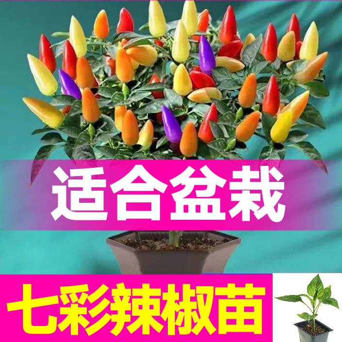观赏食用盆栽七彩小尖椒苗